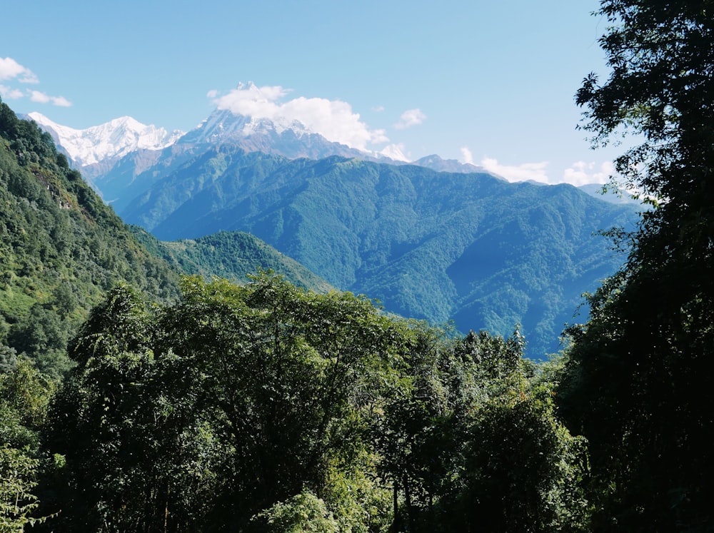 Une chaîne de montagnes avec des arbres