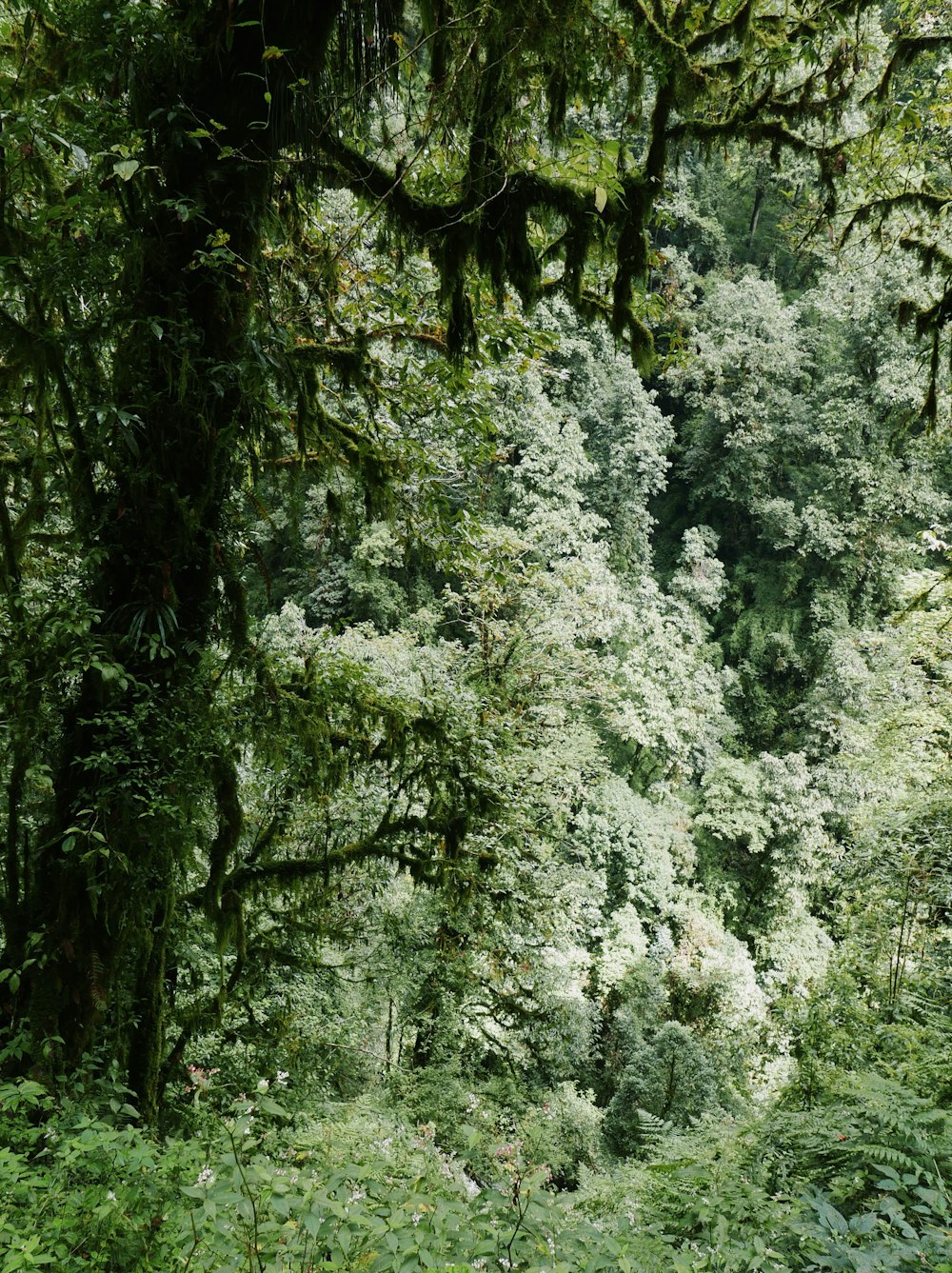 a group of trees