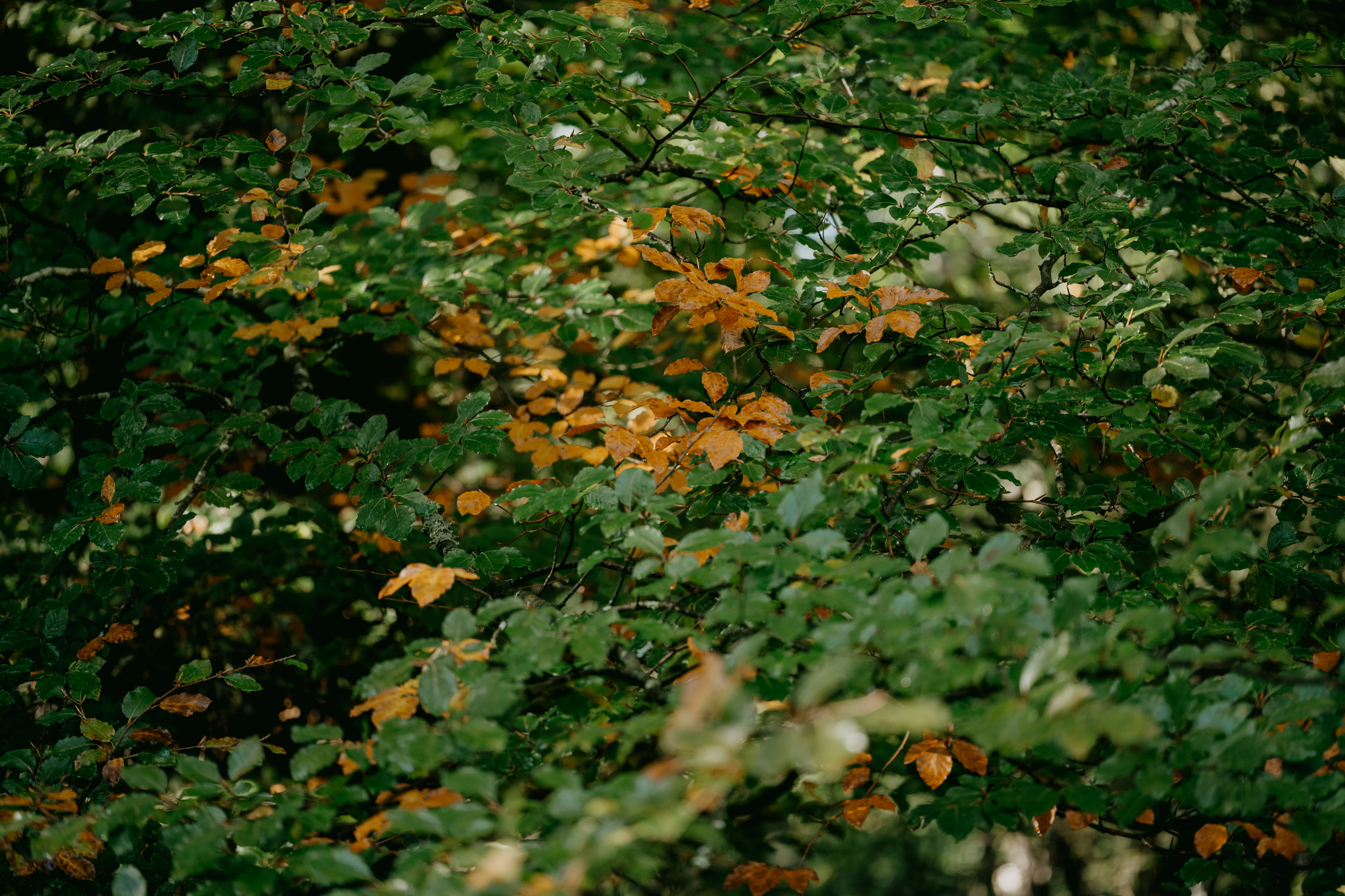 Photo by anniespratt