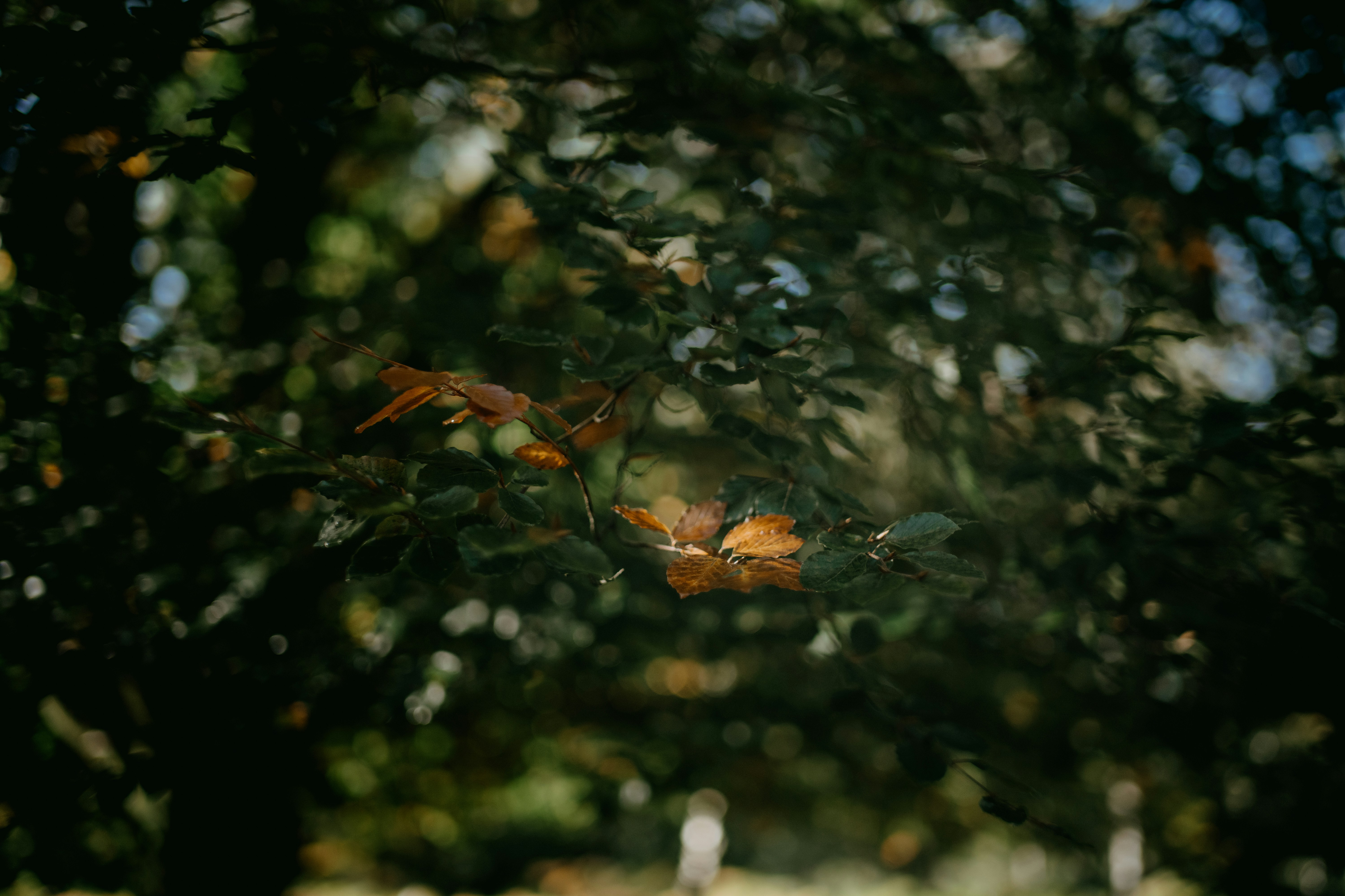 Photo by anniespratt