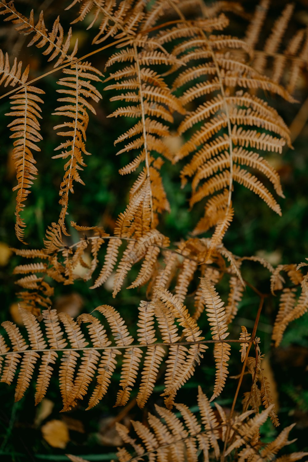 a close up of a plant