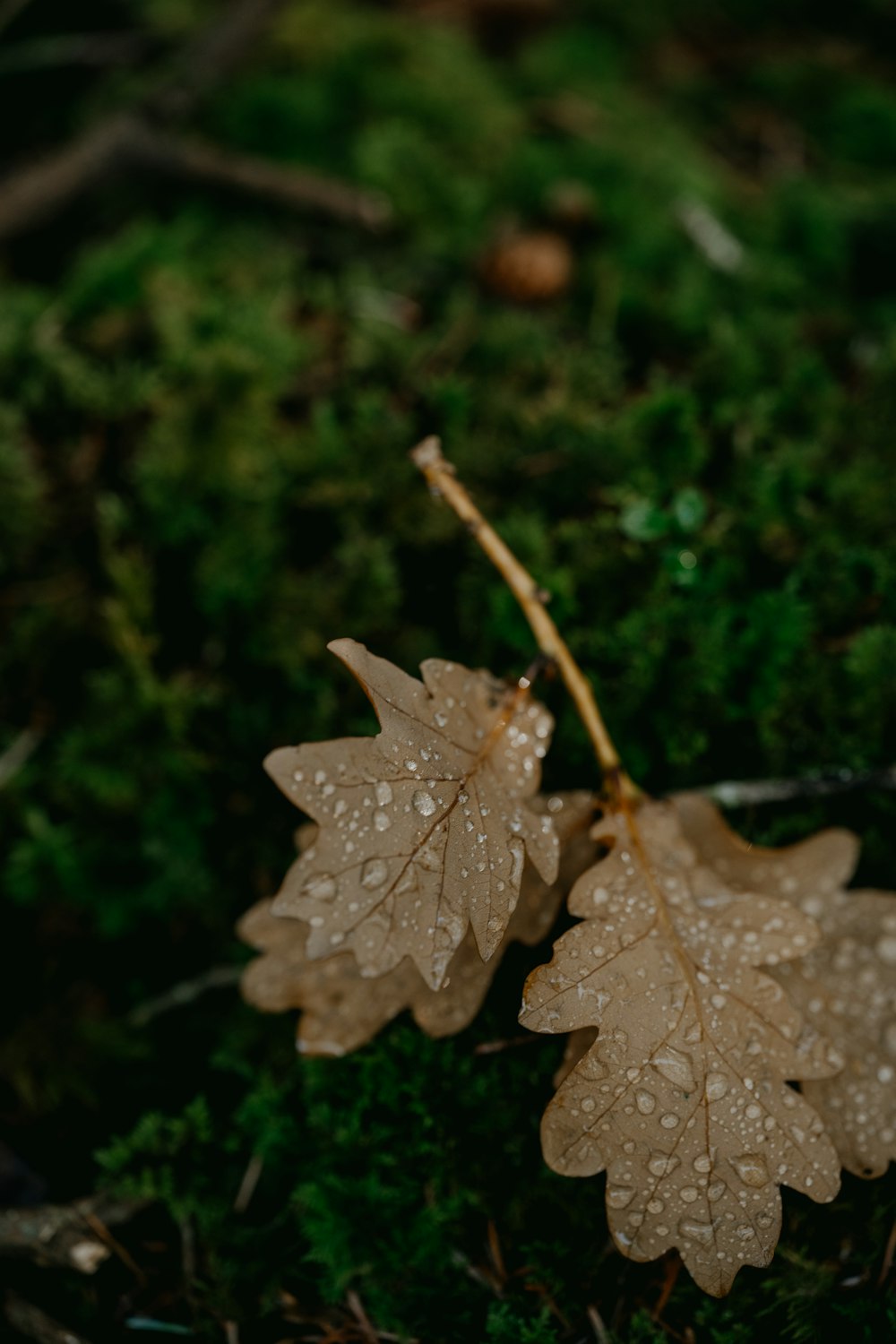 a close up of a leaf