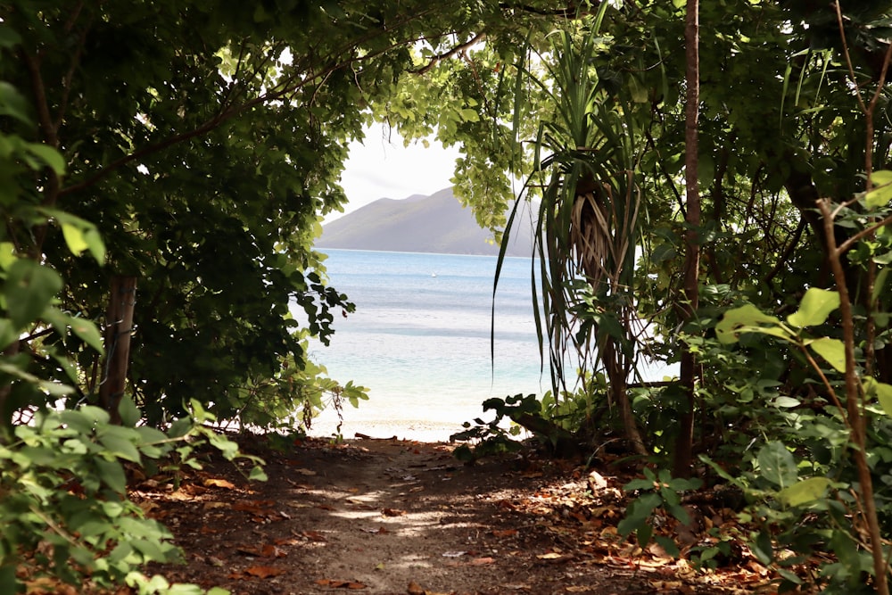 a path leading to a beach