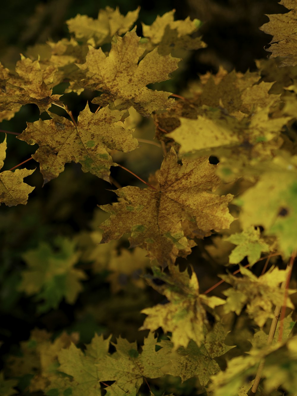 a close up of some leaves