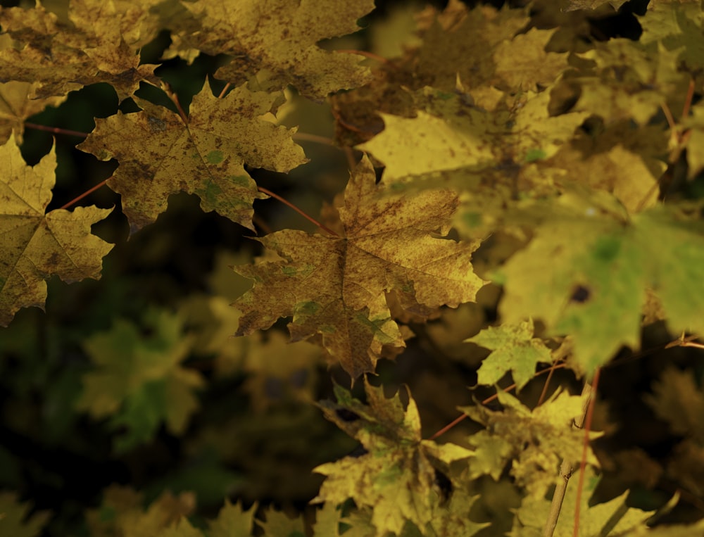 a close up of leaves