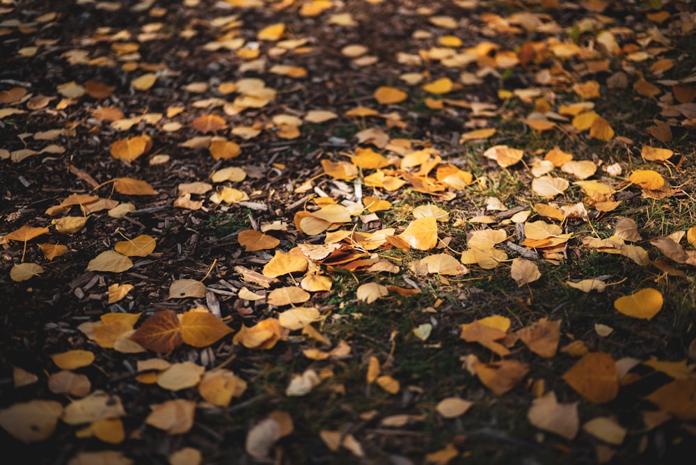 un montón de hojas en el suelo