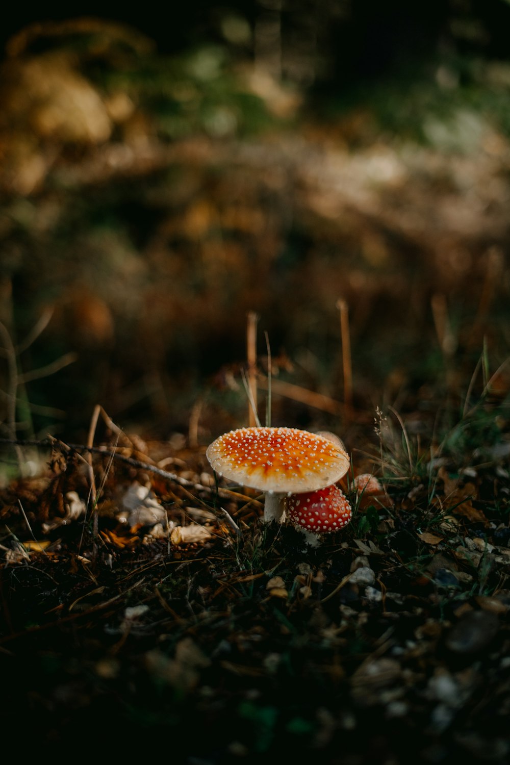 a red and white mushroom