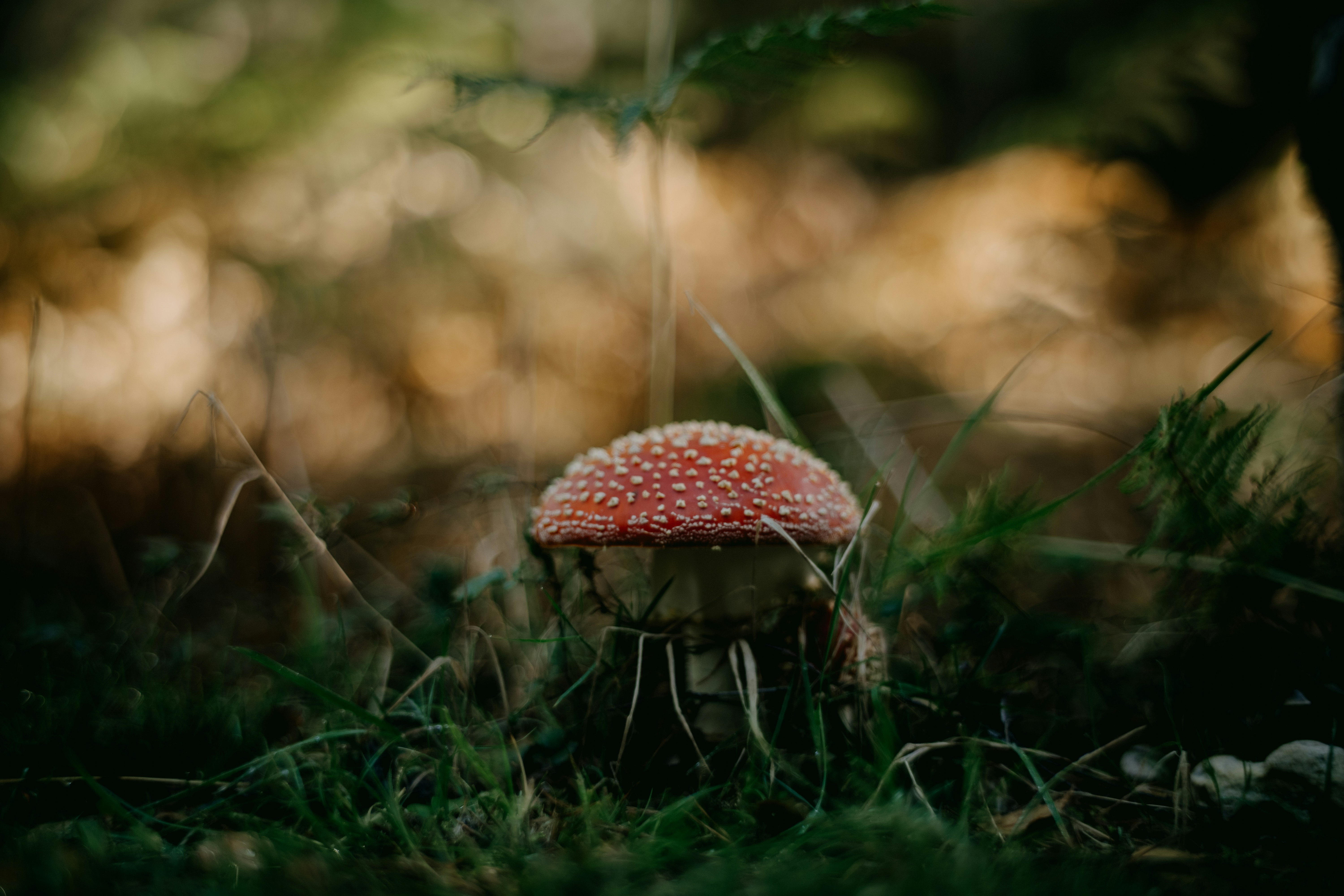 Photo by anniespratt