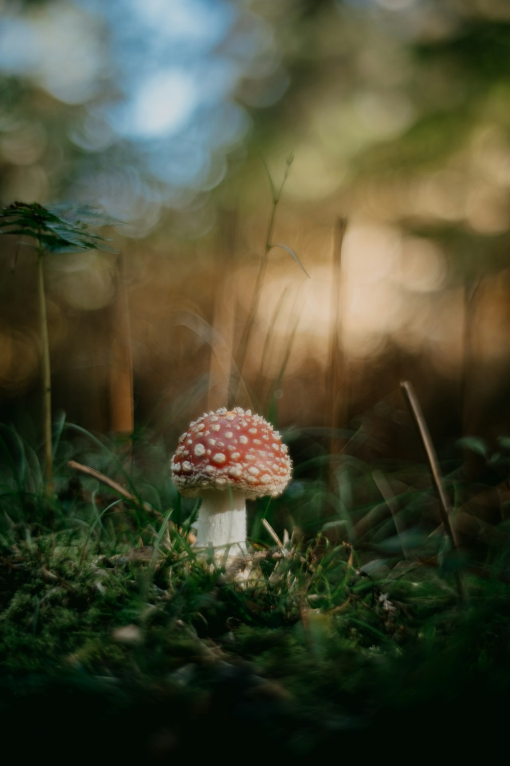 a mushroom growing in the grass