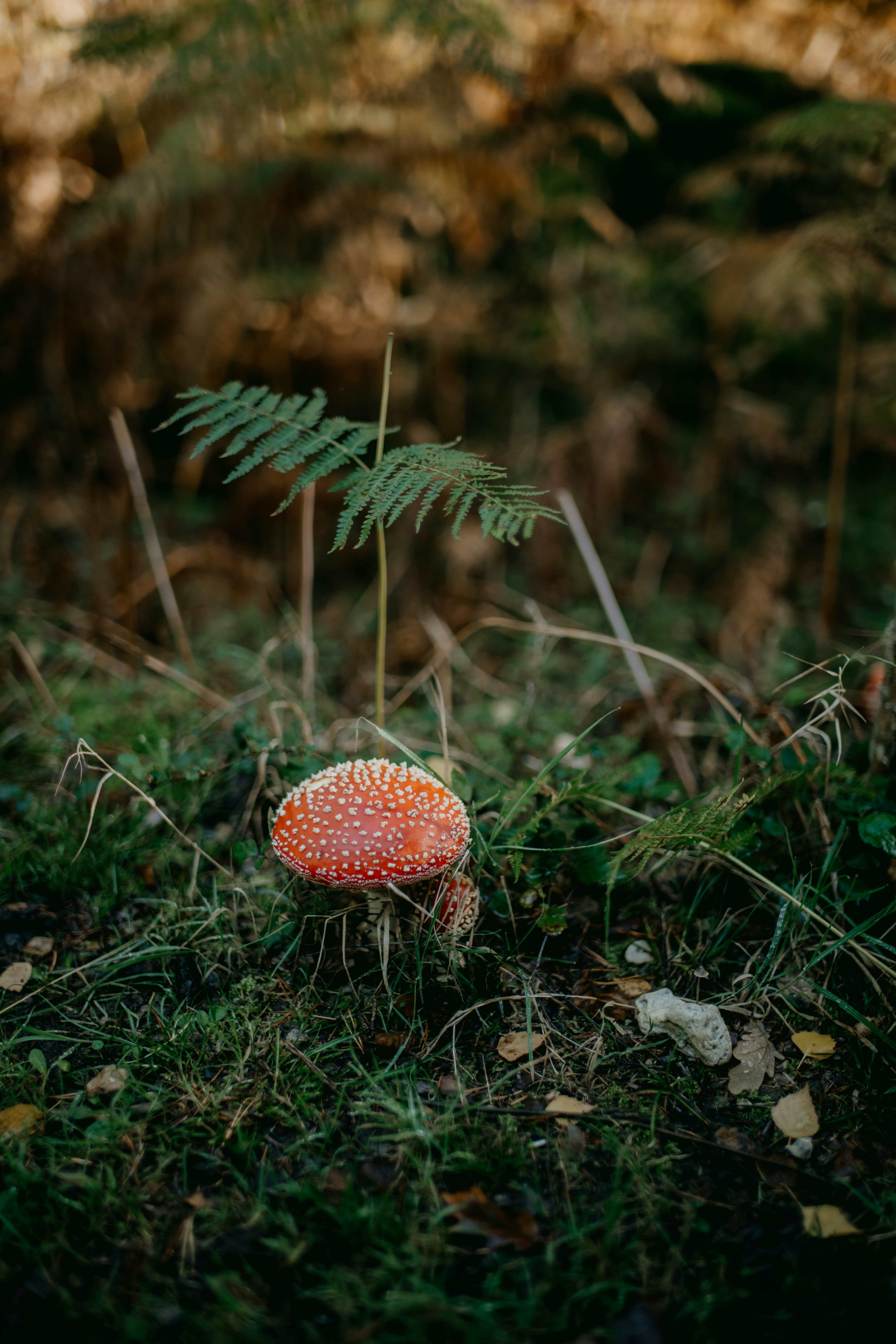 Photo by anniespratt