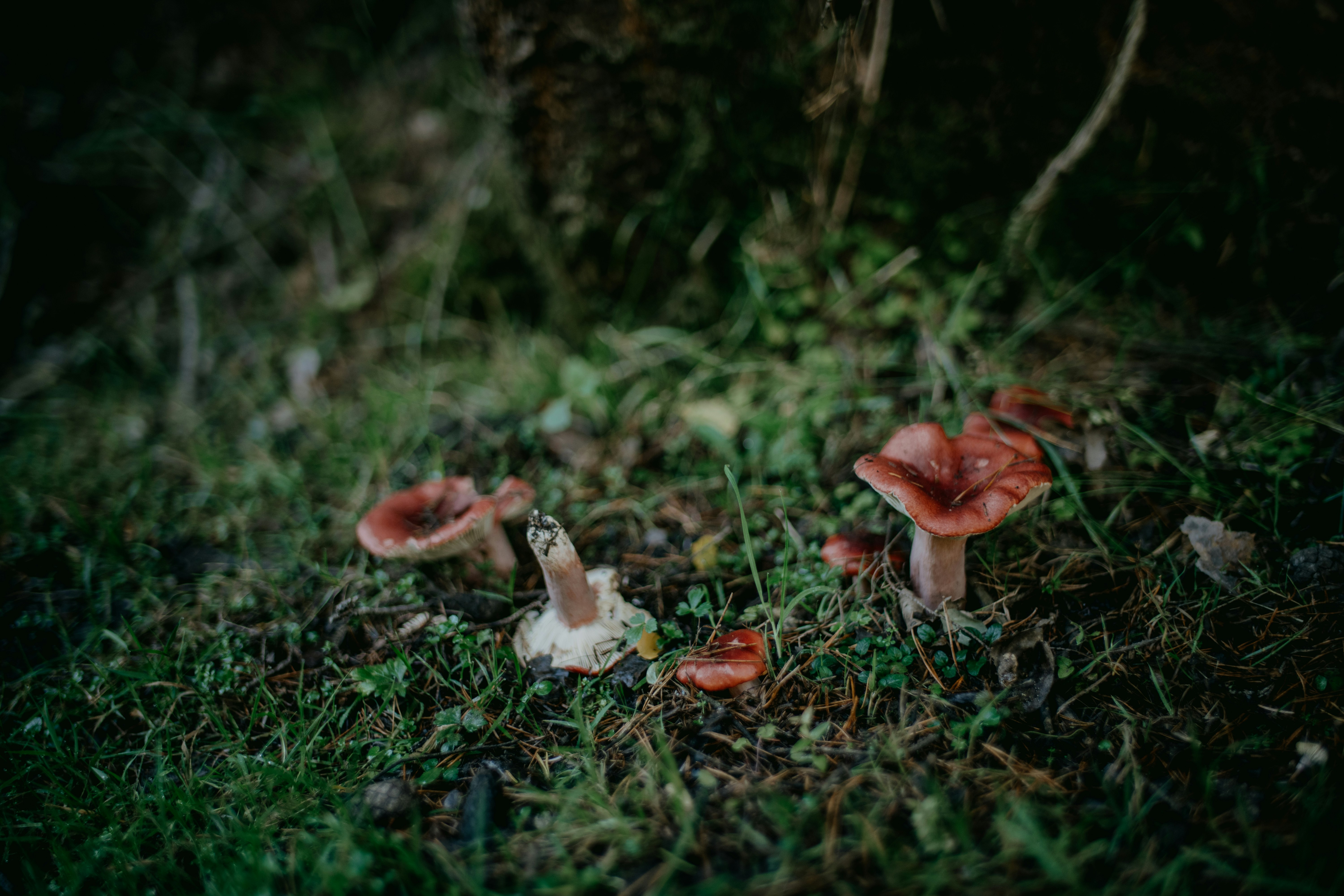 autumn forest floor, wallpaper, Poison Ivy Identification in Late Autumn 5