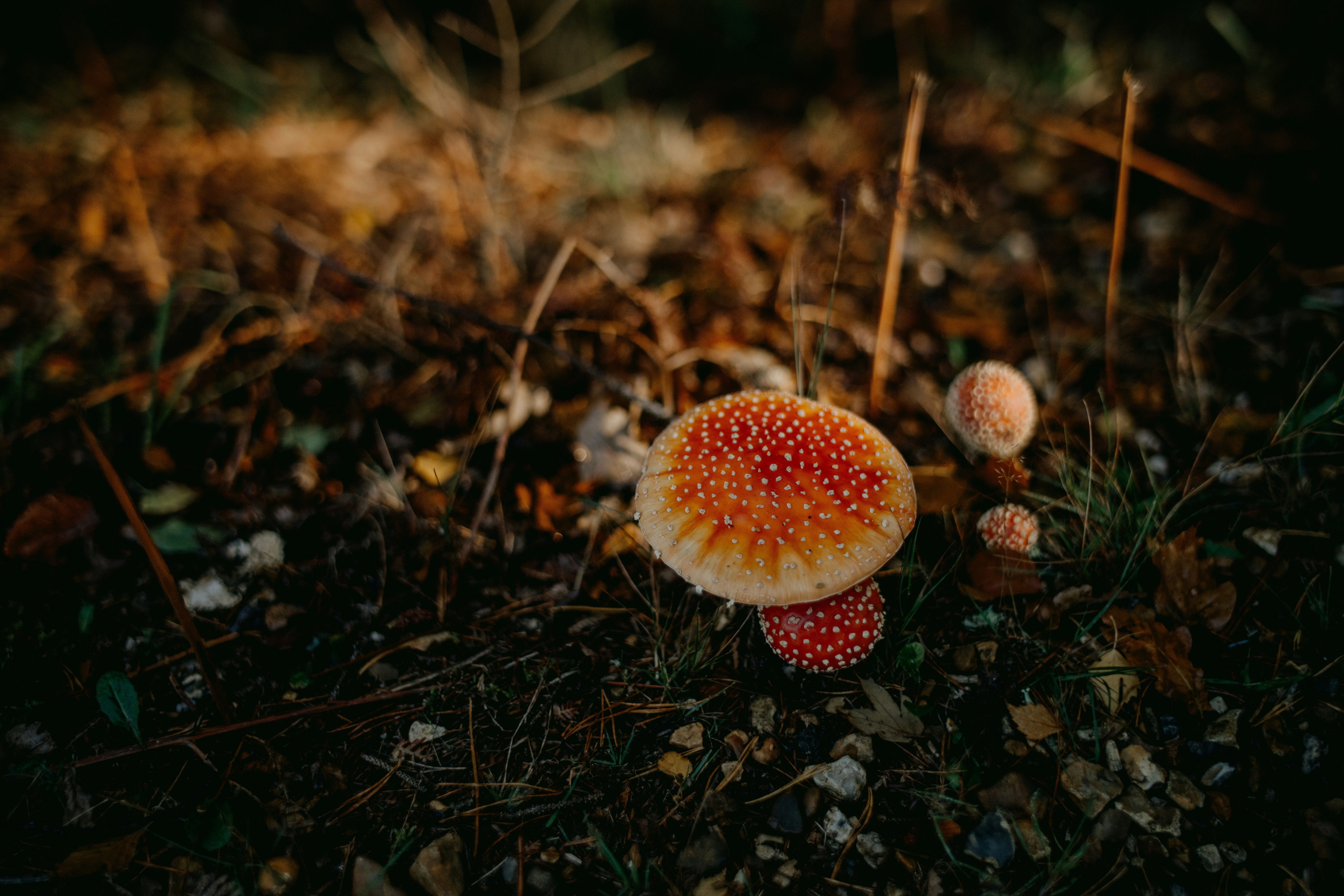 Photo by anniespratt