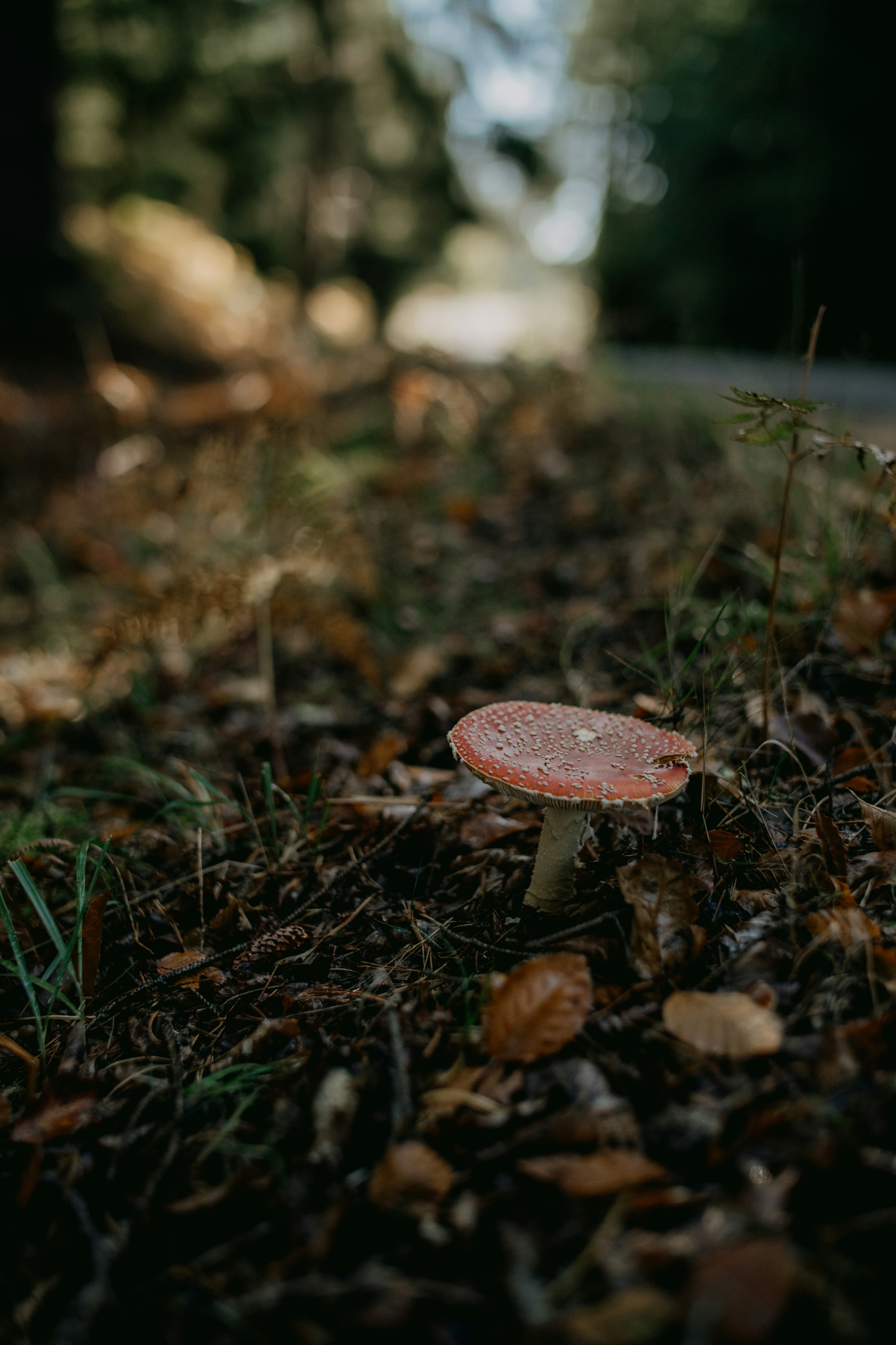 Photo by anniespratt