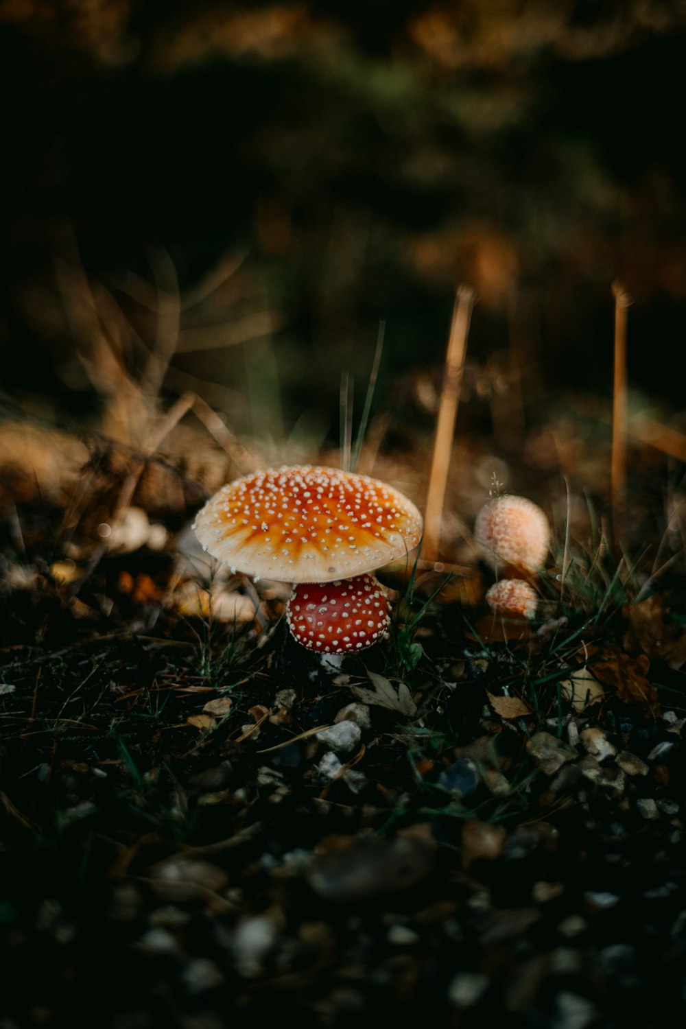 a red and white mushroom