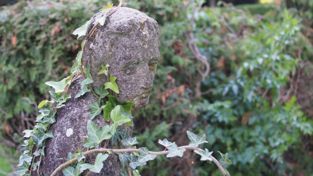 a rock in the middle of a forest