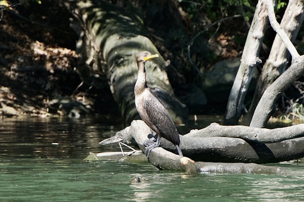 A bird on a crocodile in the water