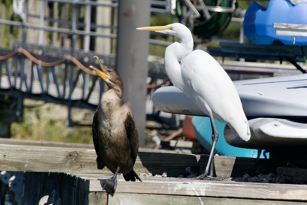 a couple of birds on a wooden fence