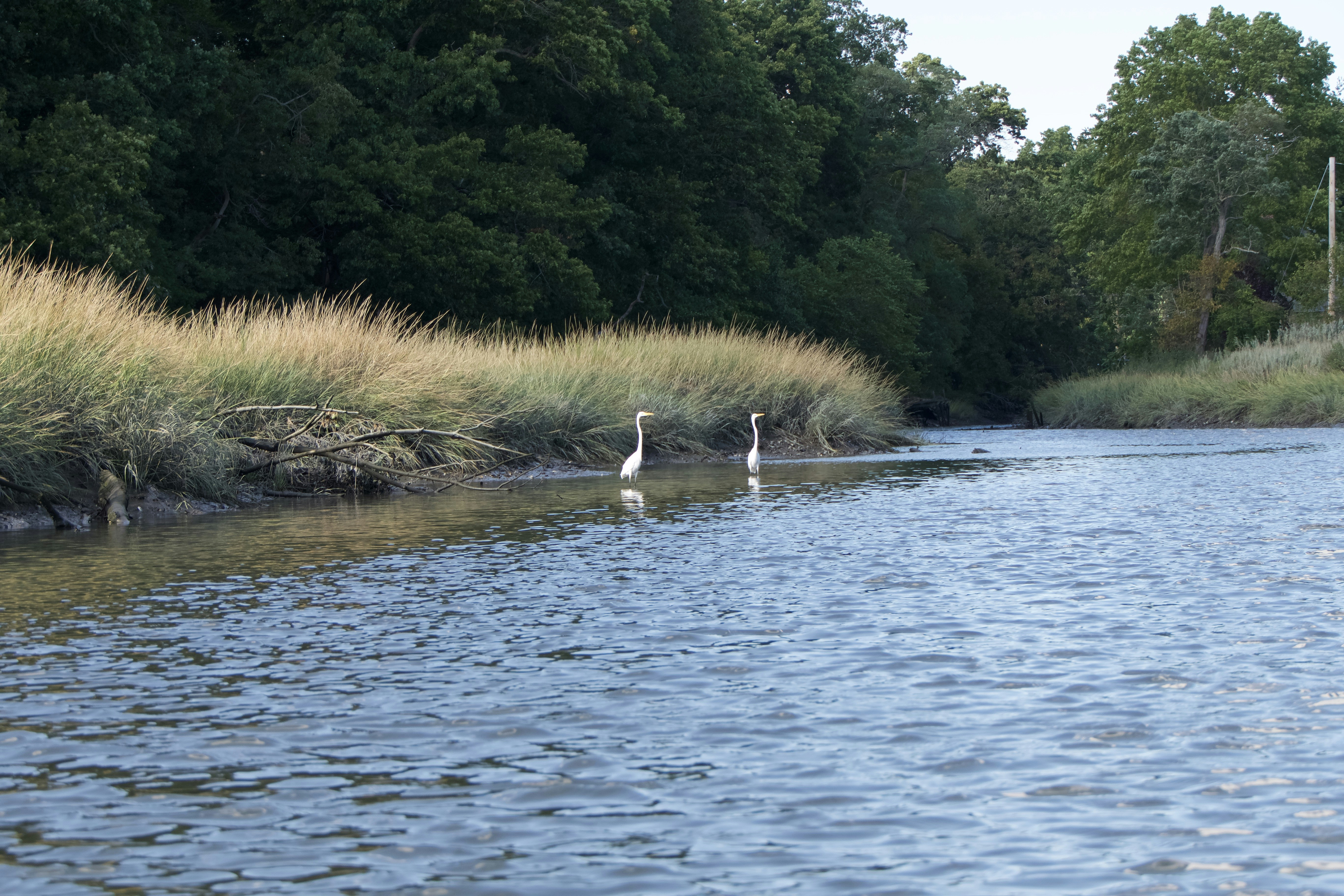 Indigenous Wisdom and Local Knowledge (image credits: unsplash)