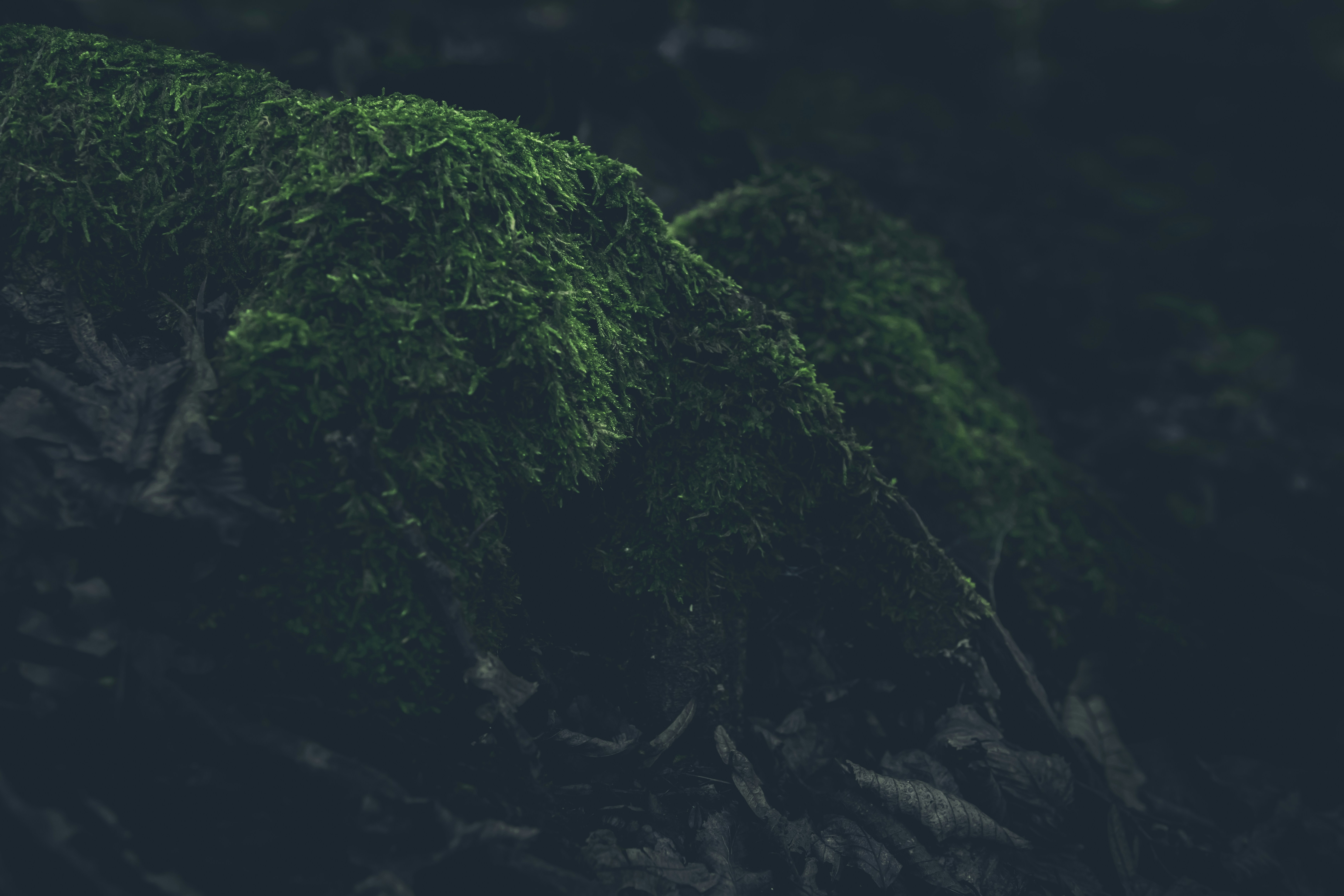 a green tree with many branches