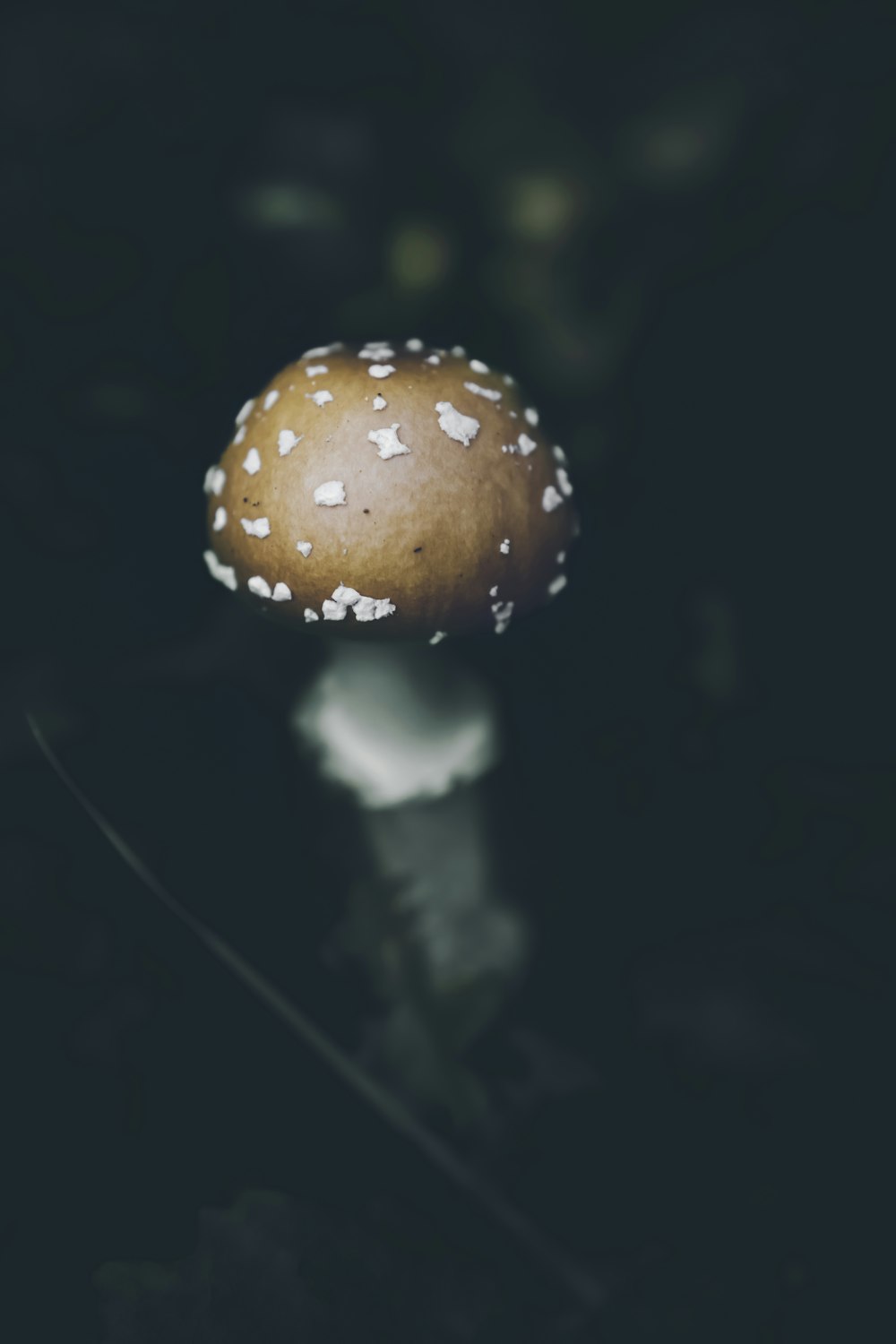 a close-up of a mushroom