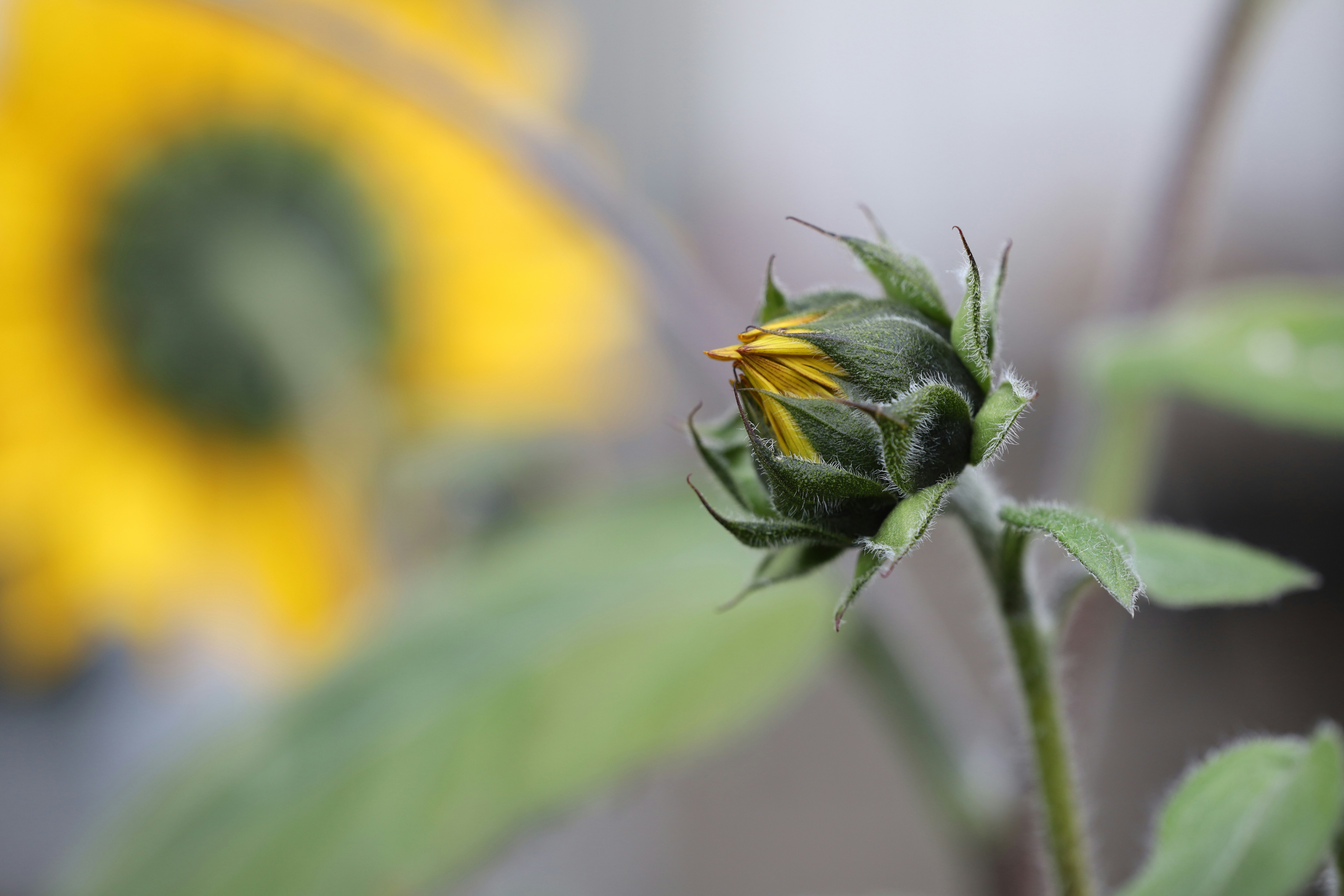 a bee on a plant