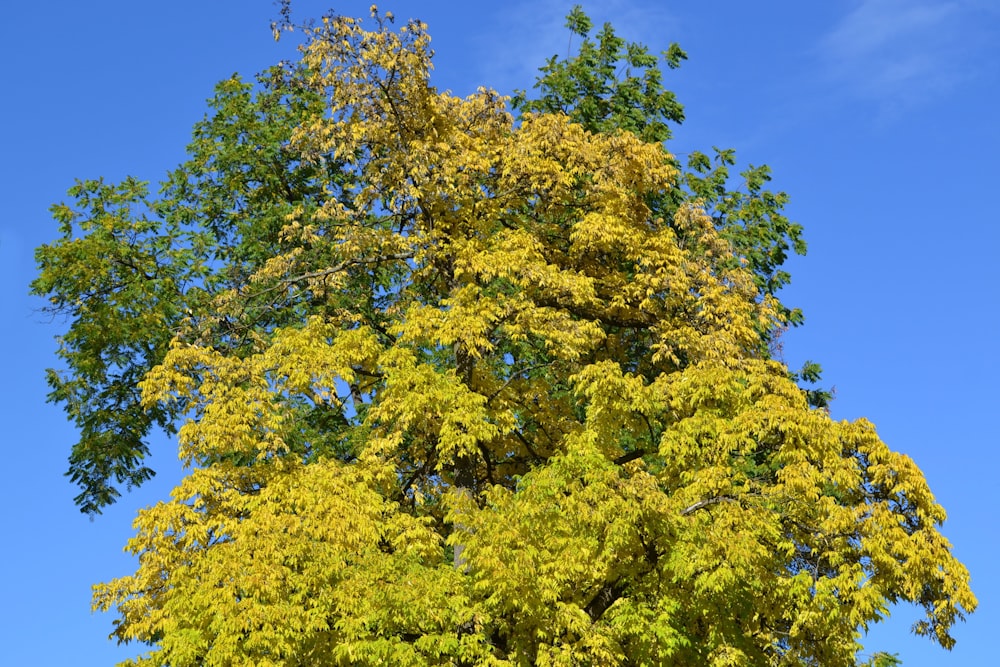 a tree with yellow leaves