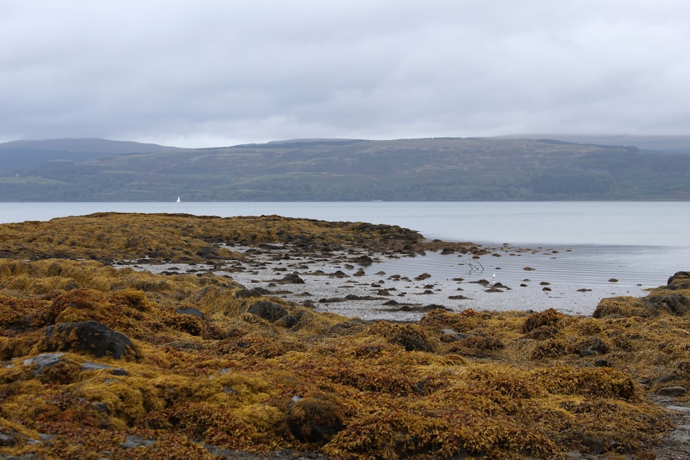 a rocky beach with a body of water in the background