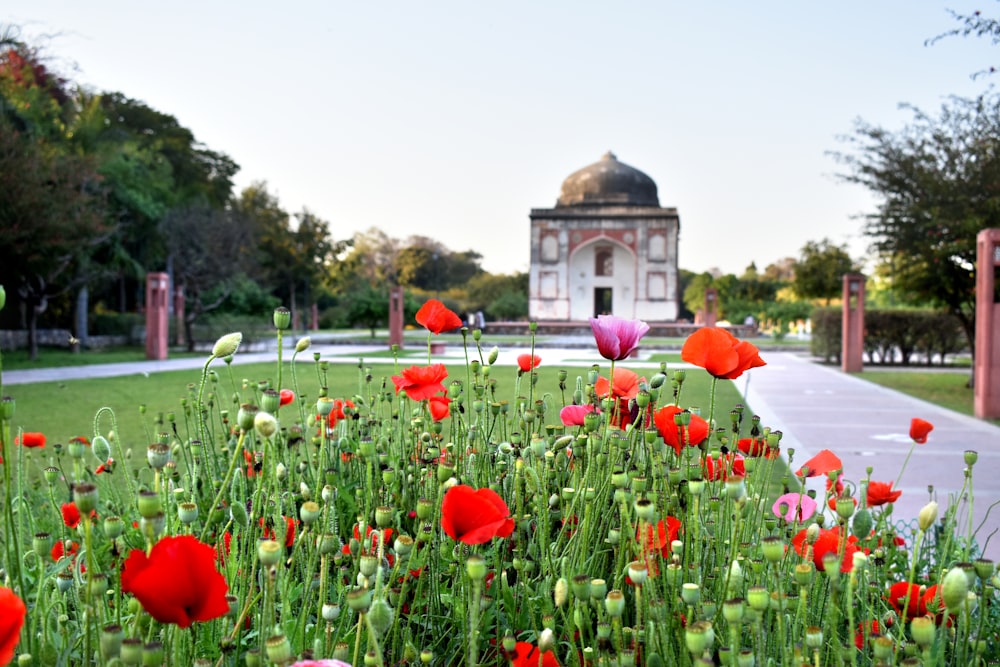 um campo de tulipas