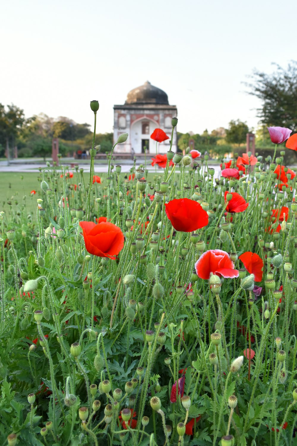 Un campo de flores