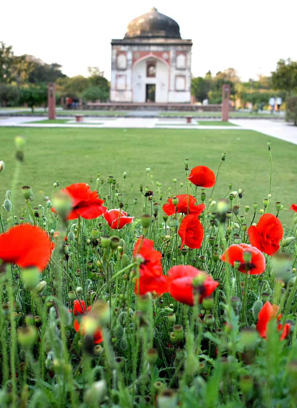 Un campo de flores rojas