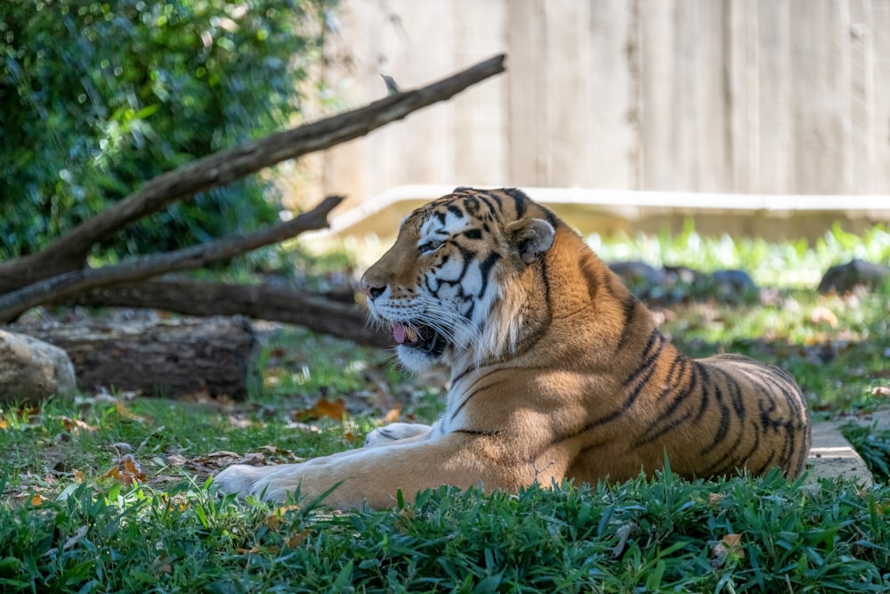 a tiger lying in the grass