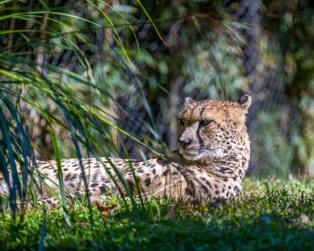 a lion lying in the grass