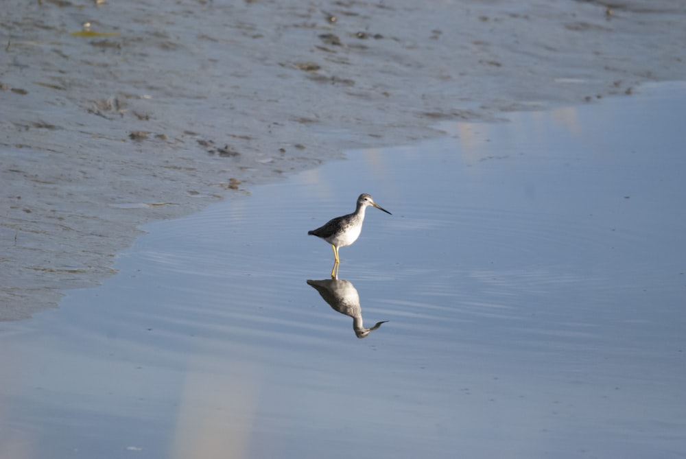 birds are standing in water