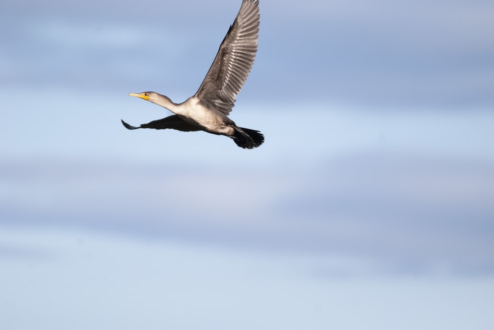 a bird flying in the sky