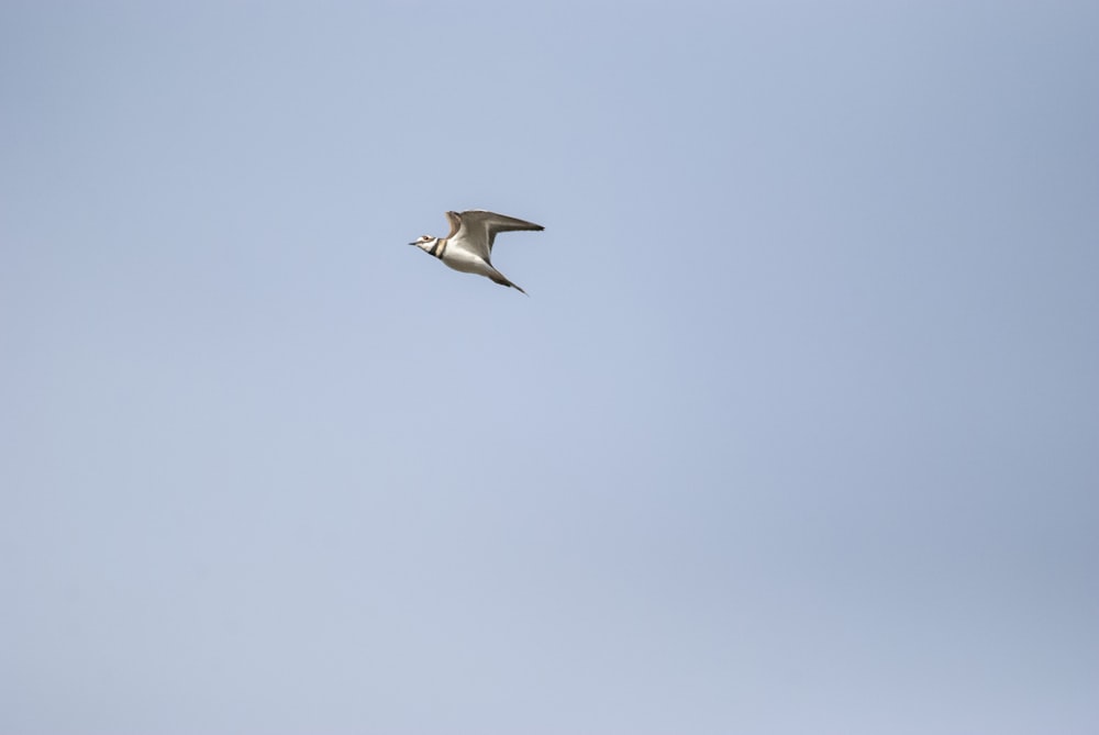 a bird flying in the sky