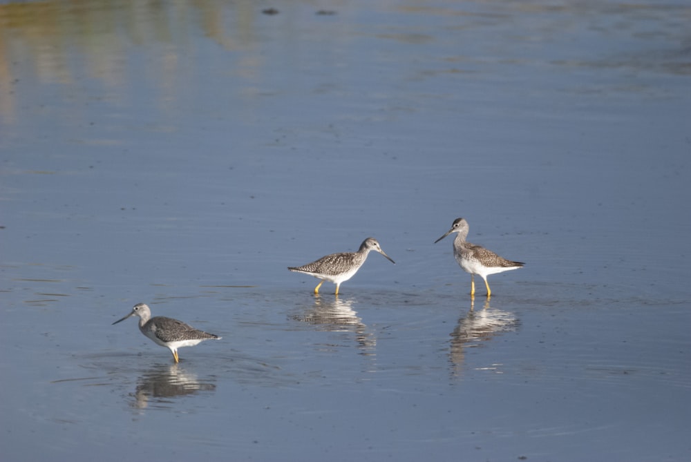 birds standing in water