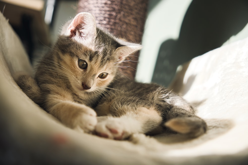 a cat lying on a bed