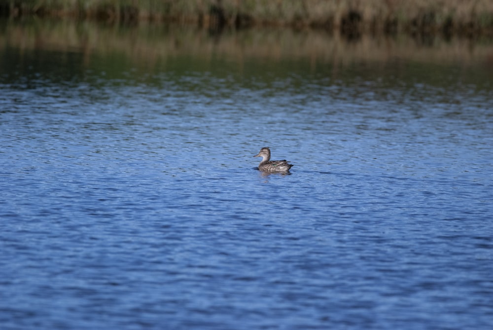 a duck swimming in a lake