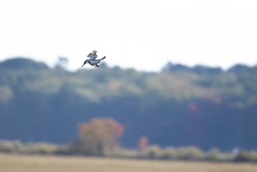 a bird flying in the air