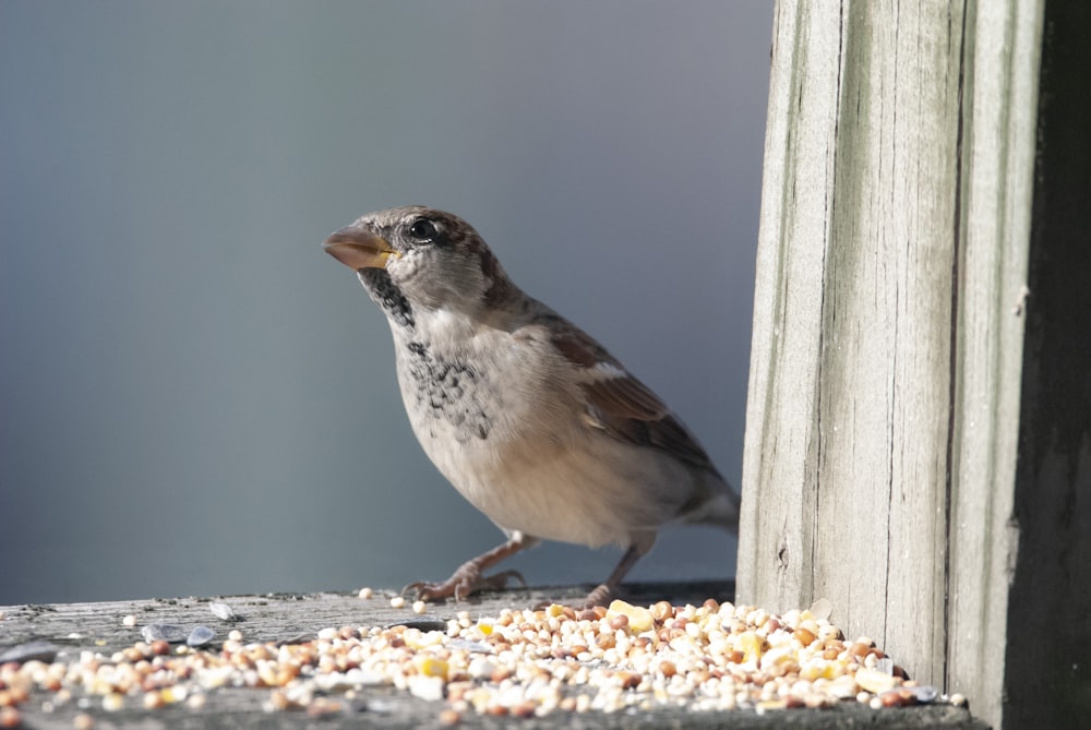 Ein Vogel steht auf dem Boden