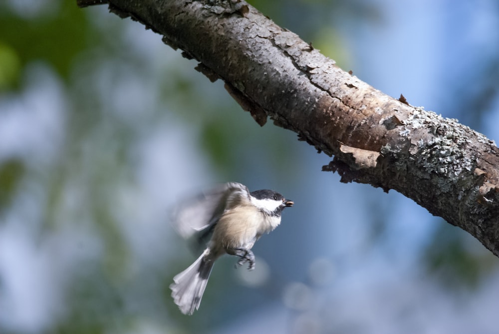 a bird on a tree branch