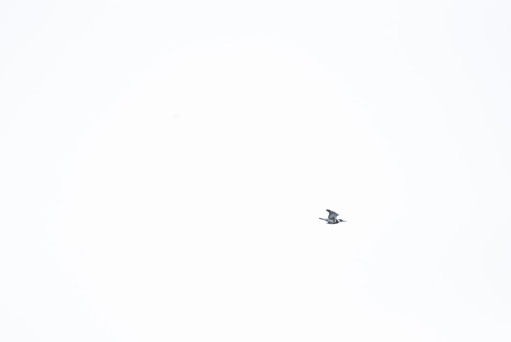 a small plane flying