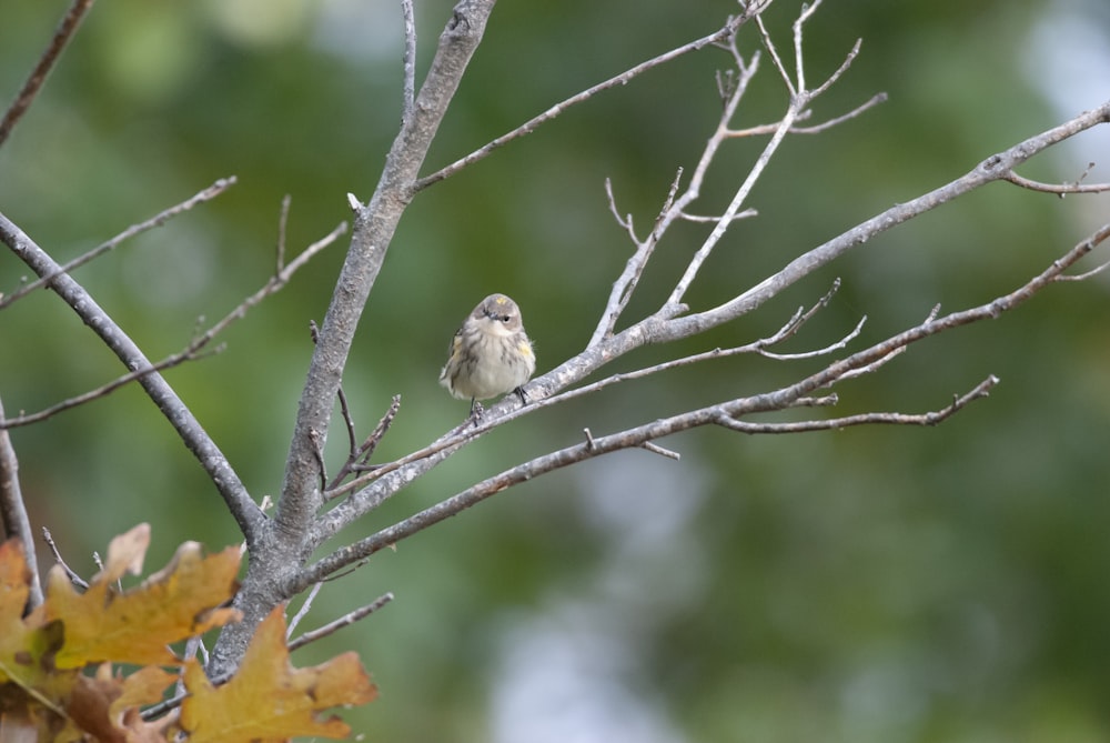 a bird sitting on a branch