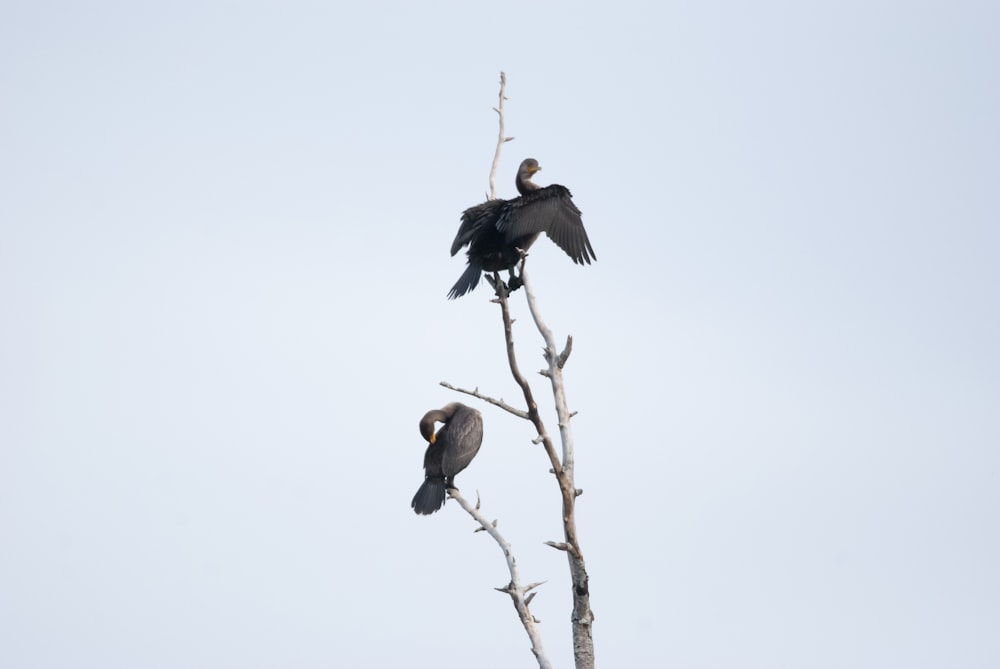 birds sitting on a tree