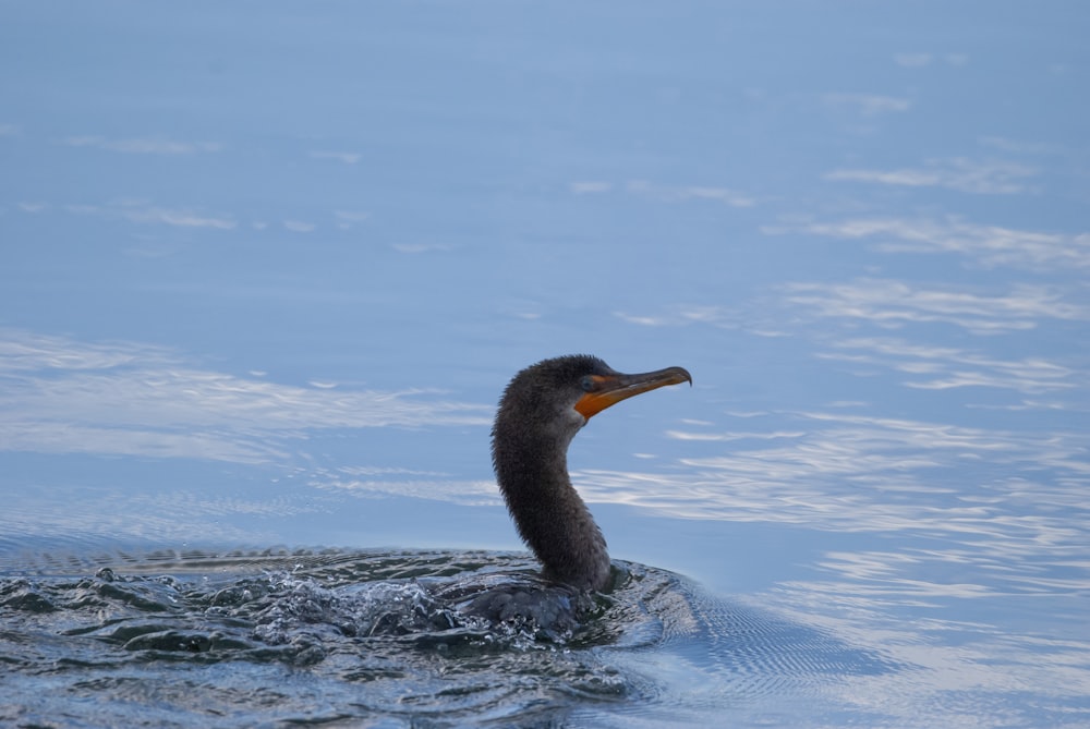 a bird swimming in water