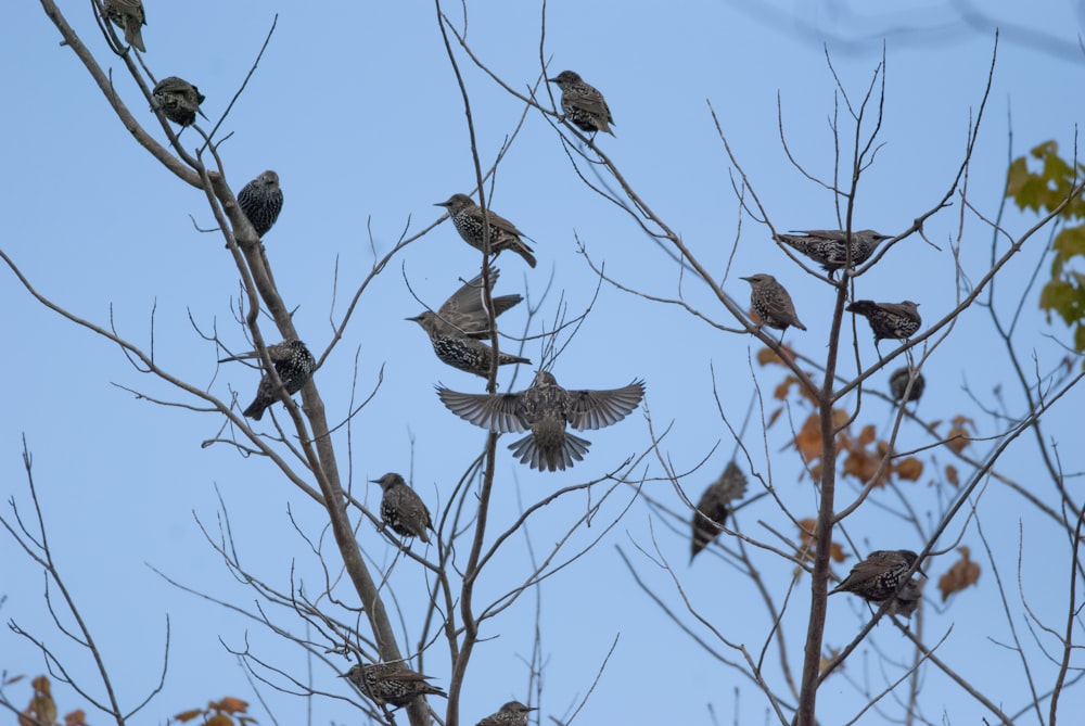 a group of birds sit in a tree