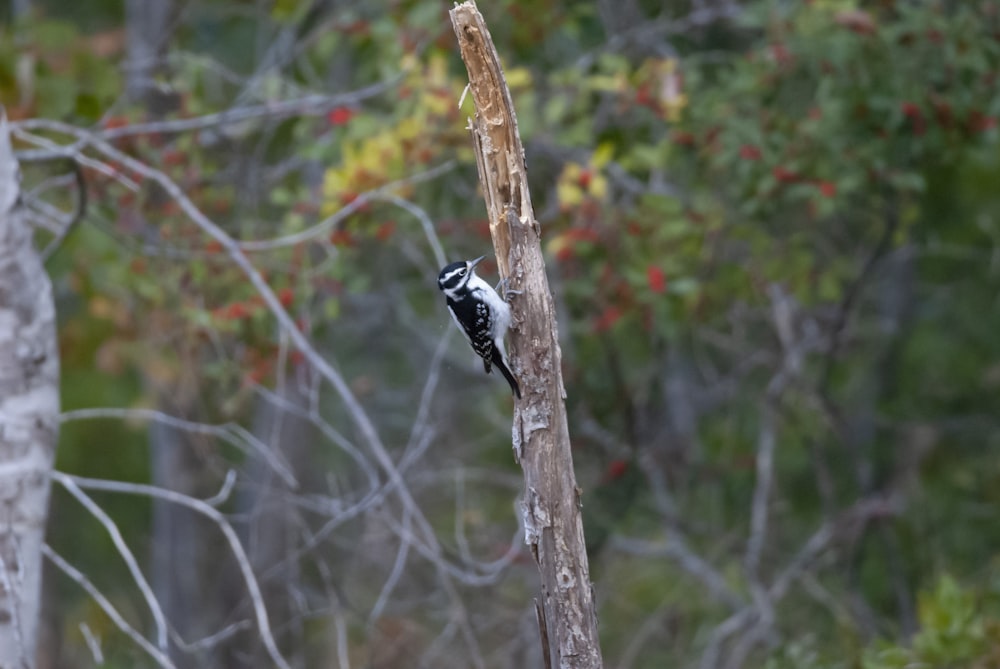 Un animal noir et blanc sur une branche d’arbre