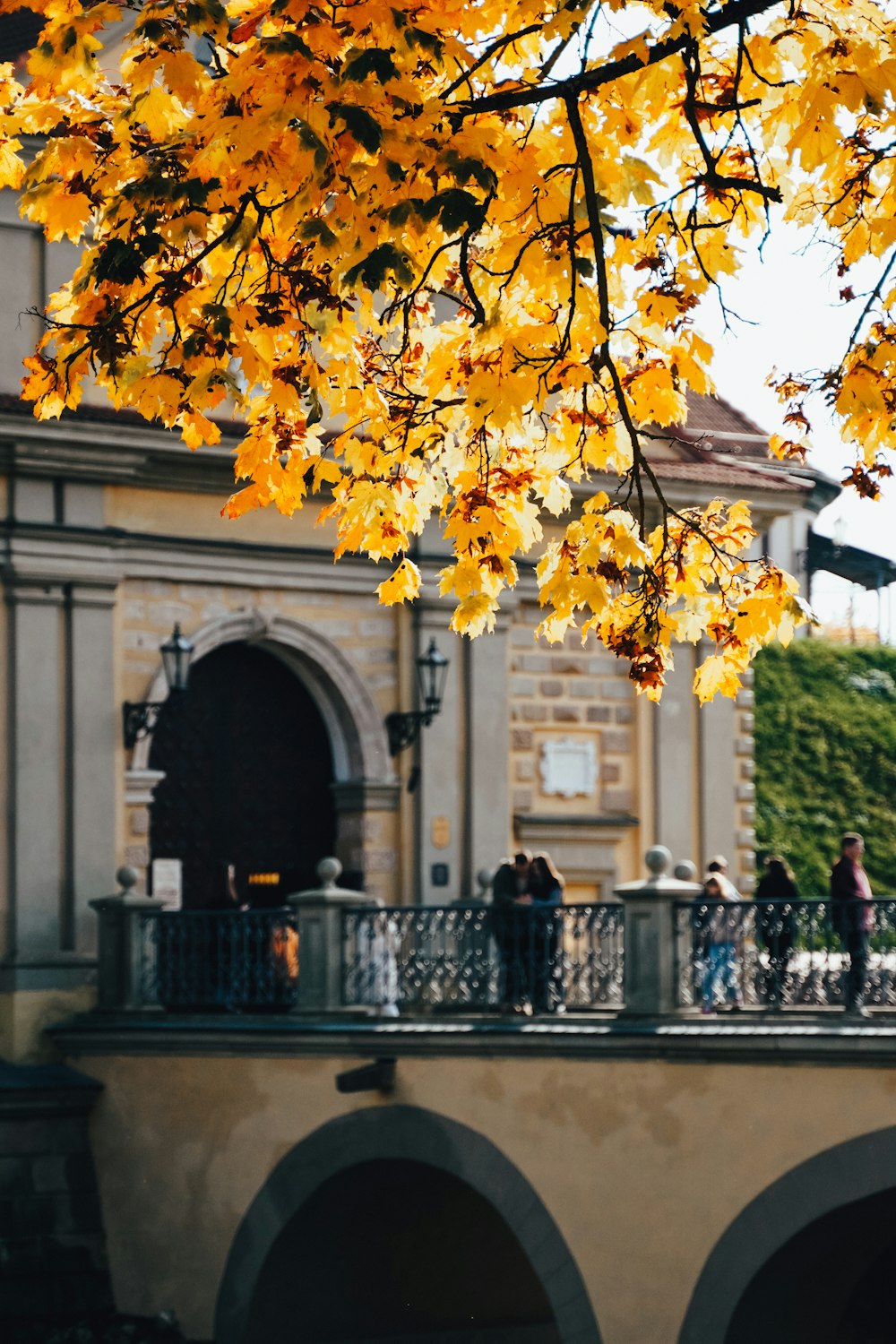 a tree with yellow leaves