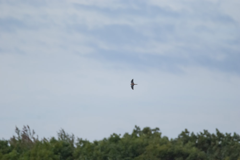 a bird flying over trees