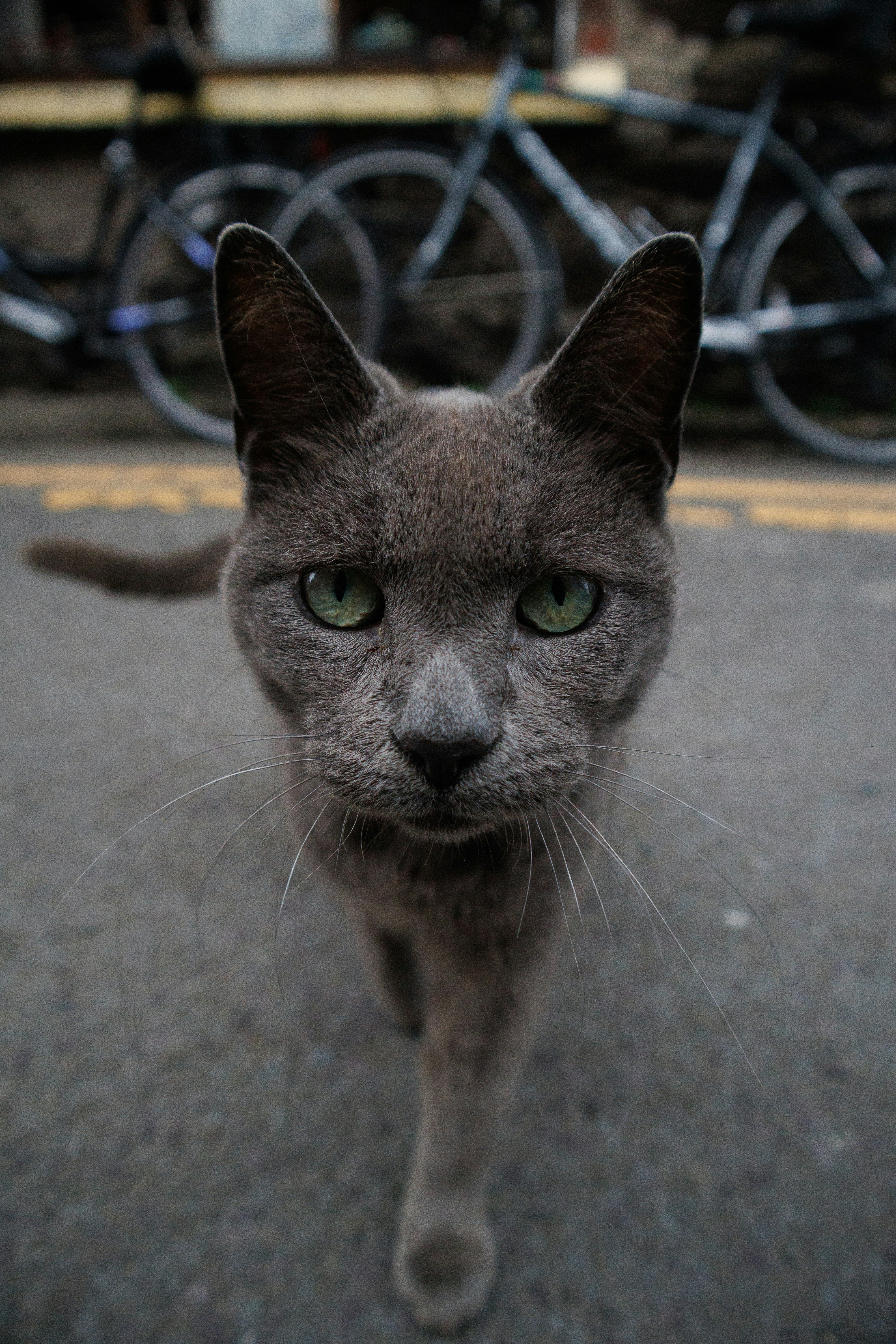 a cat walking on a sidewalk